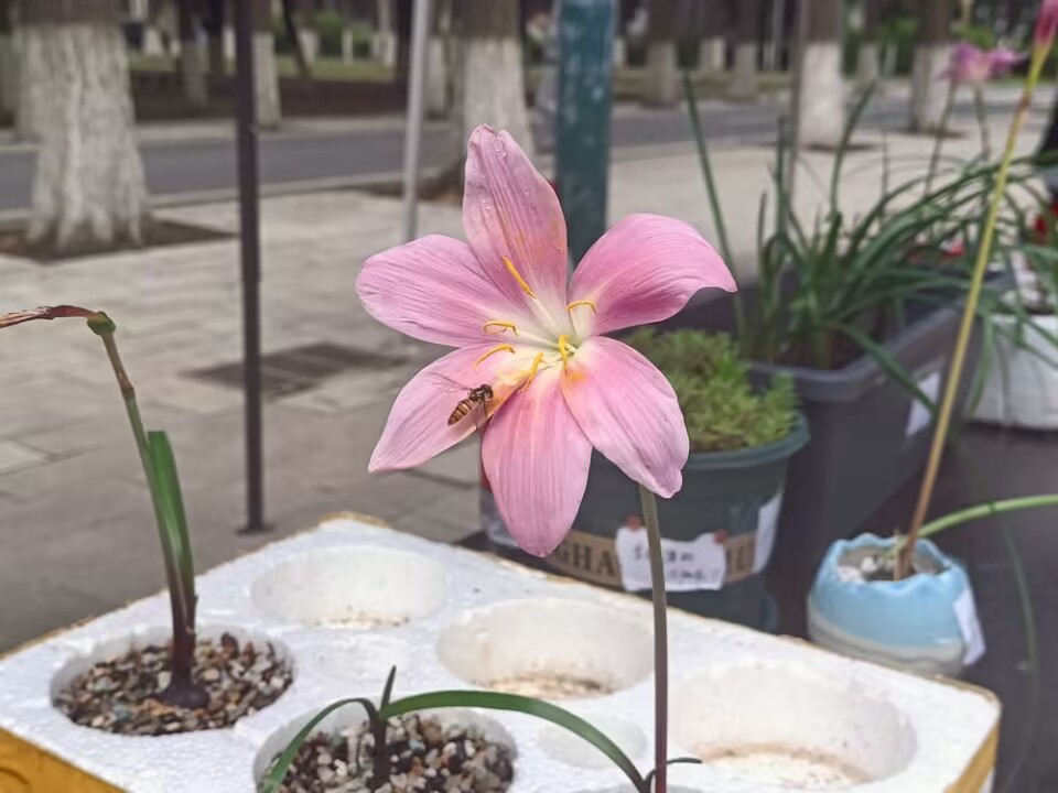 球王会平台