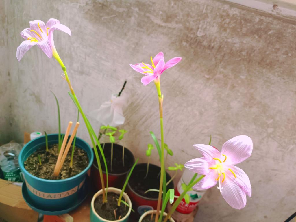 球王会平台